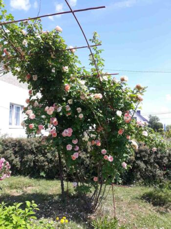 róże pnące pielęgnacja