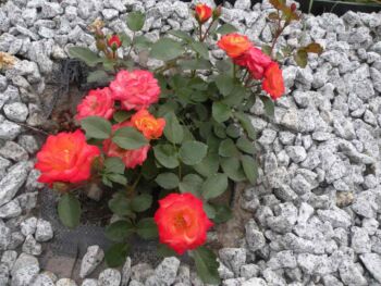 róże pomarańczowe