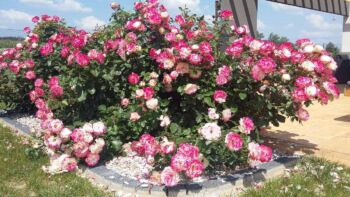 róże rabatowa monaco