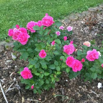 różowe róże rabatowe