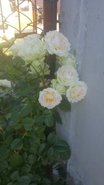 róże wielkokwiatowe