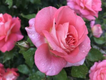 róże wielkokwiatowe