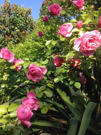 róże wielkokwiatowe