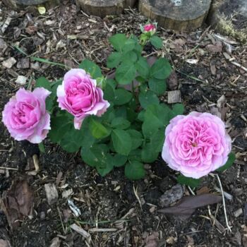 róże wielkokwiatowe