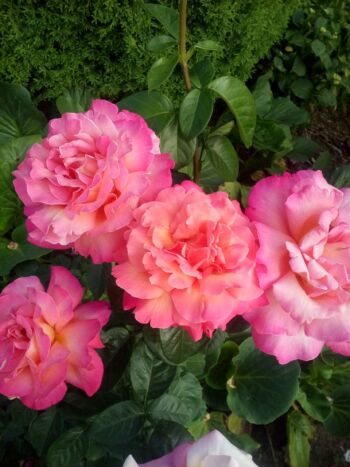 róże wielkokwiatowe