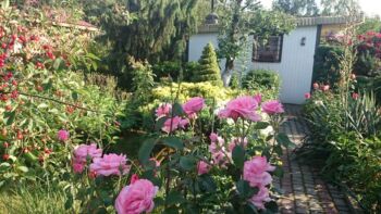 róże wielkokwiatowe różowe