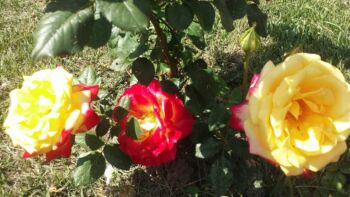 róże wielobarwne
