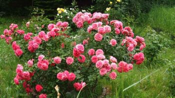 różowa róża parkowa