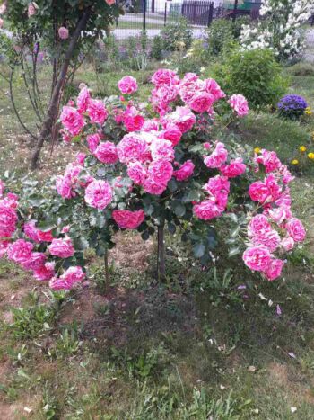 różowa róża pienna