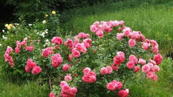 różowa wyjątkowa odporna róża parkowa