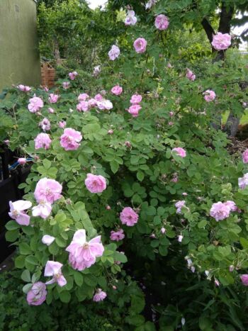 różowe róże krzaczaste