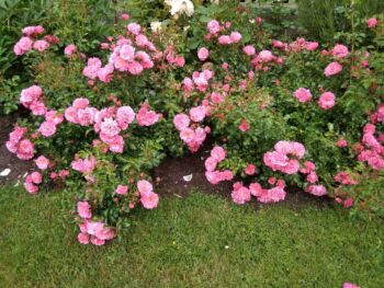 różowe róże okrywowe