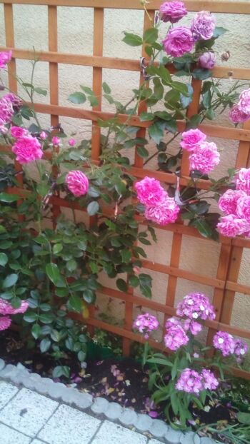 różowe róże pnące