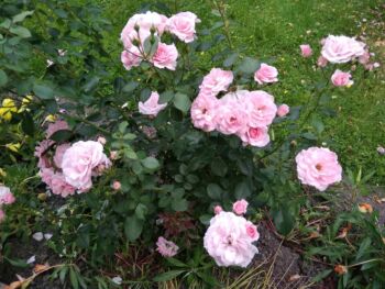 różowe róże rabatowe