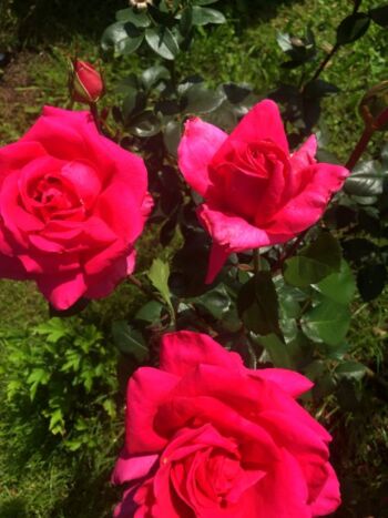 różowe róże wielkokwiatowe