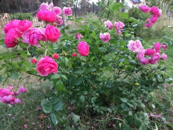 różowe róże wielkokwiatowe