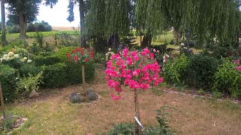 super excelsa róża pienna