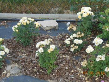 sweet memories róże miniaturowe