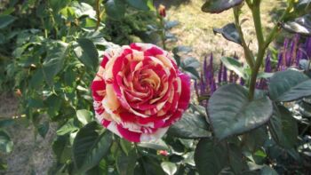 vanille fraise wielobarwna róża pnąca