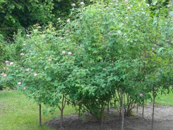 variegata di bologna pachnąca róża historyczna