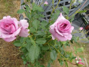 violette perfumee gpt róże pnące