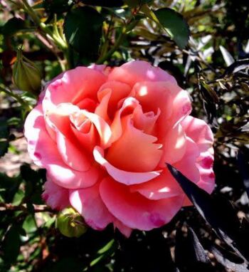 wielkokwiatowa róża ogrodowa