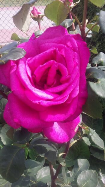 wielkokwiatowe róże fioletowo różowe