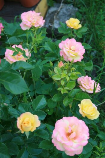 wielobarwne rodzaje róż