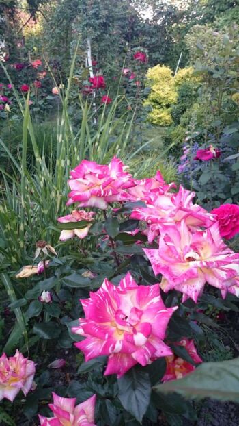 wielobarwne róże ogrodowe