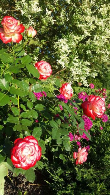 wielobarwne róże rabatowe monaco