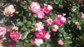 wielobarwne róże rabatowe monaco