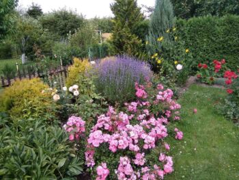 wszystko o różach ogrodowych