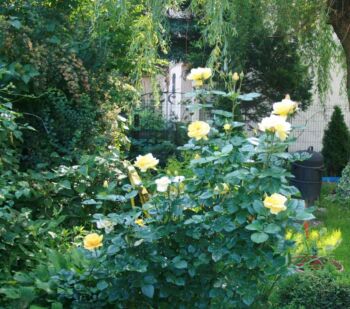 żółta róża rabatowa