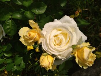 żółta róża wielkokwiatowa