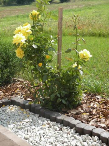 żółte róże rabatowe