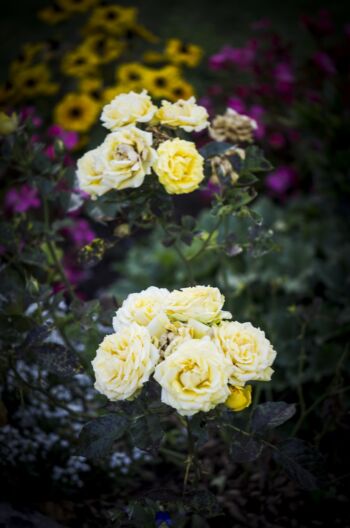 żółte róże rabatowe