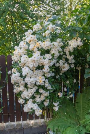 biała róża pnąca ghislaine de feligonde