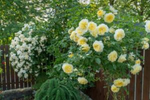 białe i żółte róże pnące