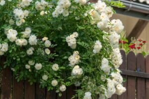 białe róże pnące