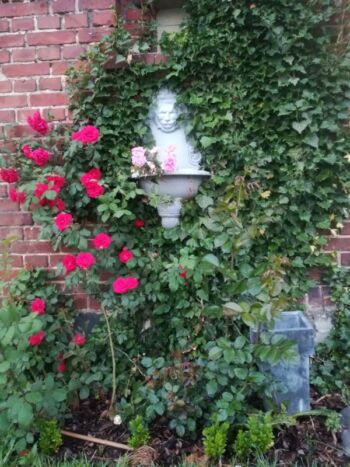 czerwona róża pnąca