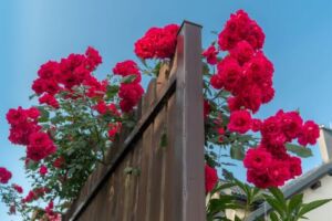 czerwona róża pnąca