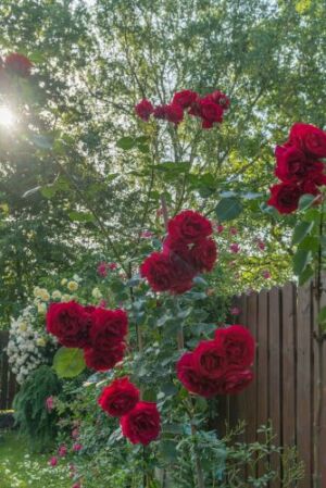 czerwona róża pnąca sympatia