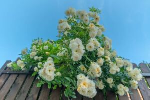 ghislaine de feligonde róża pnąca