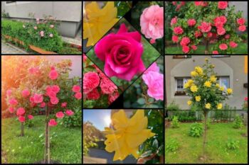 kolaż różany