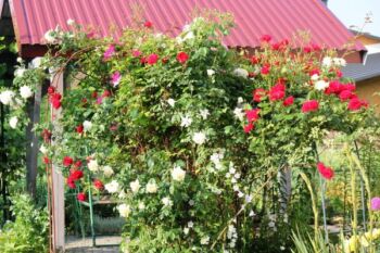 kolekcja różana róż pnących