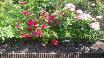 kolekcja różana w ogrodzie