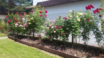 kolorowa rabata różana