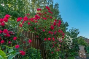 kompozycja róż pnących