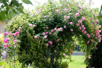 odporna róża pnąca