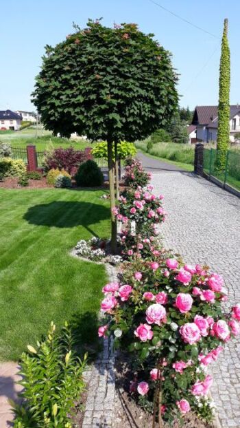 odporne róże leonardo da vinci